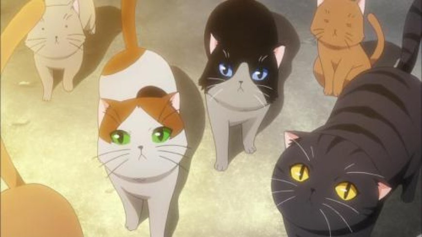 Anime:tvsddfmwsvg= cats